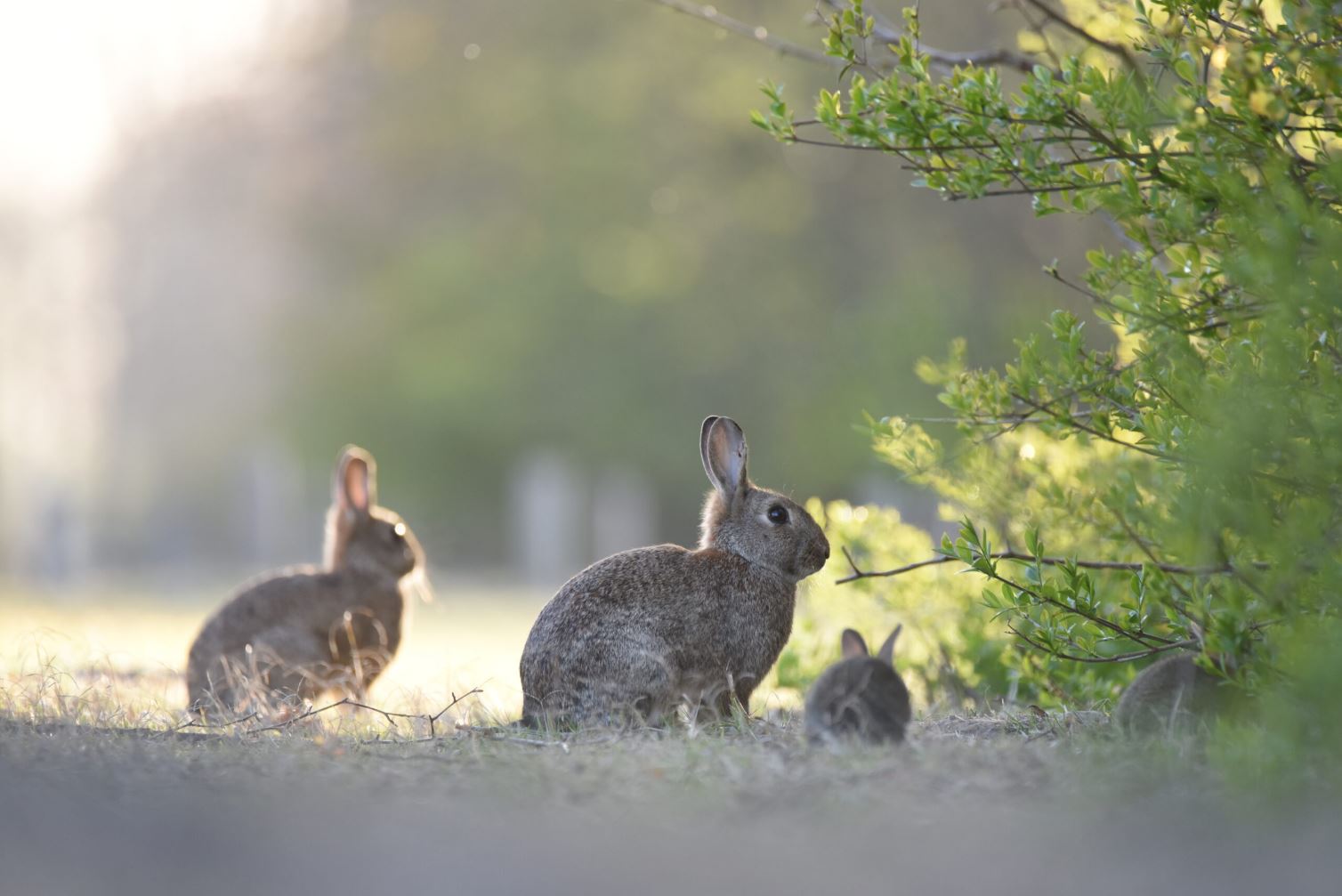 Jagersvereniging faunabescherming woningbouw