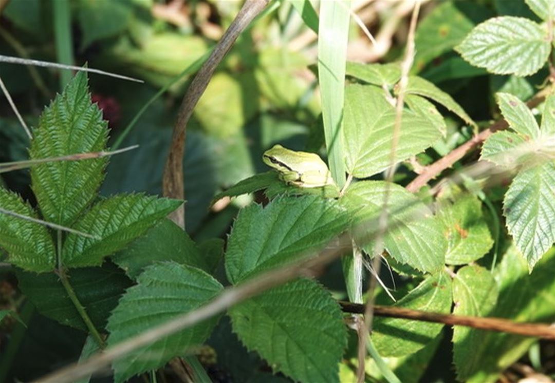 IVN natuurwandeling Gilzewouwerbeek