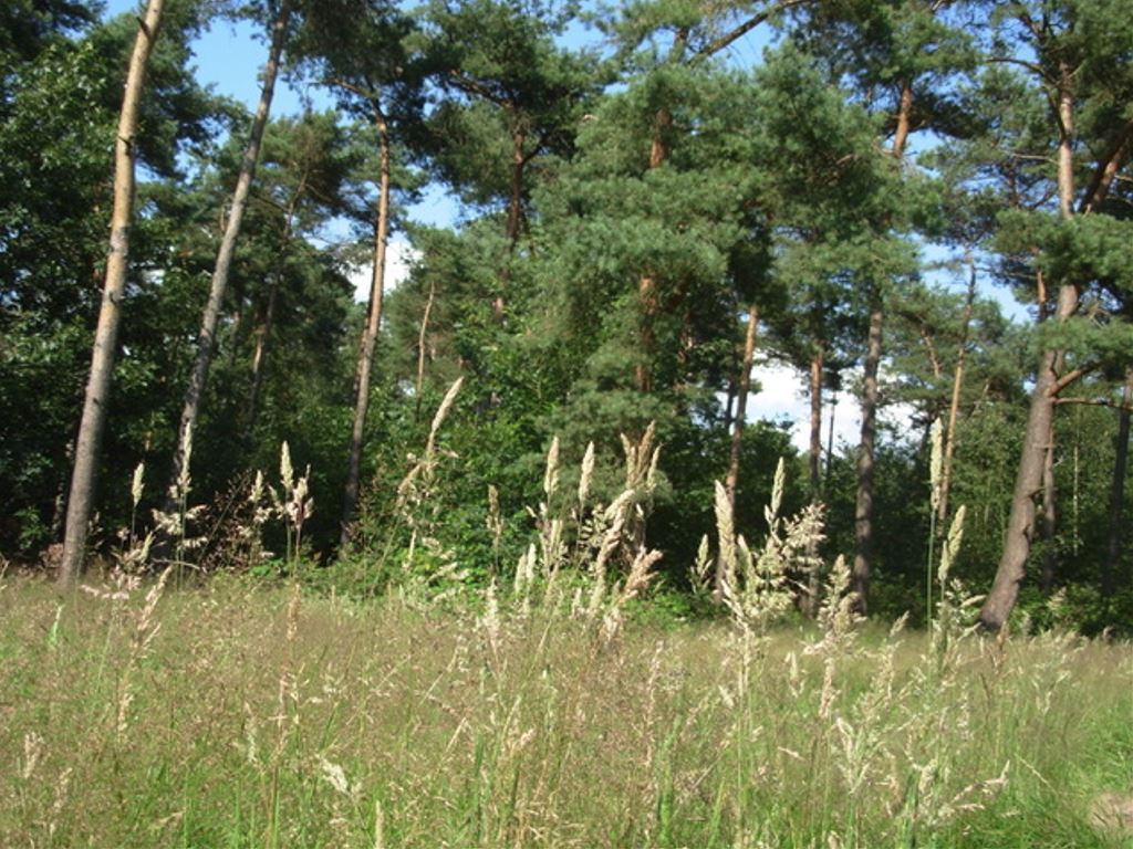 IVM Mark & Donge Natuurwandeling bosrand Krabbebossen