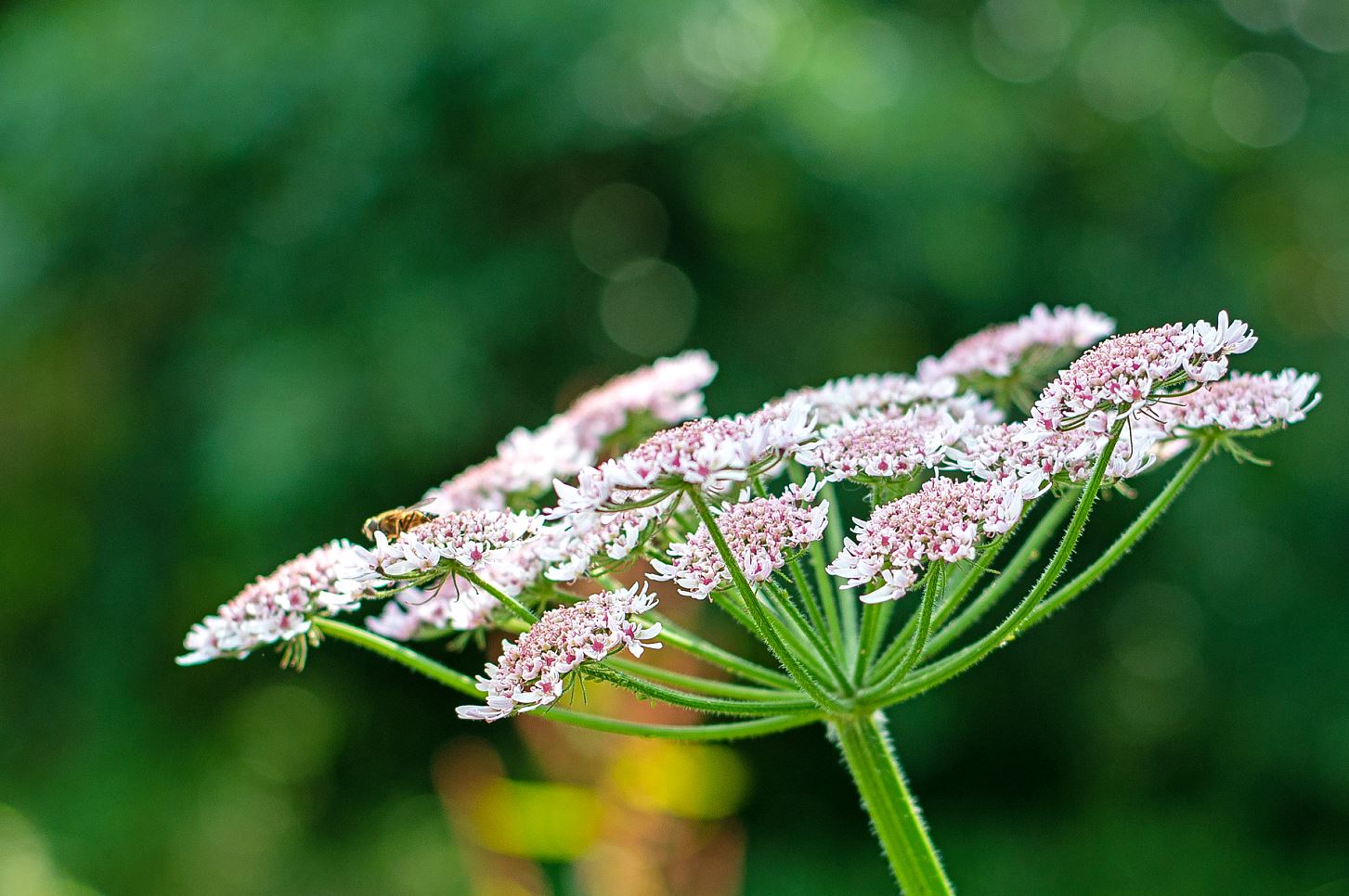 Kiek bloem scherm