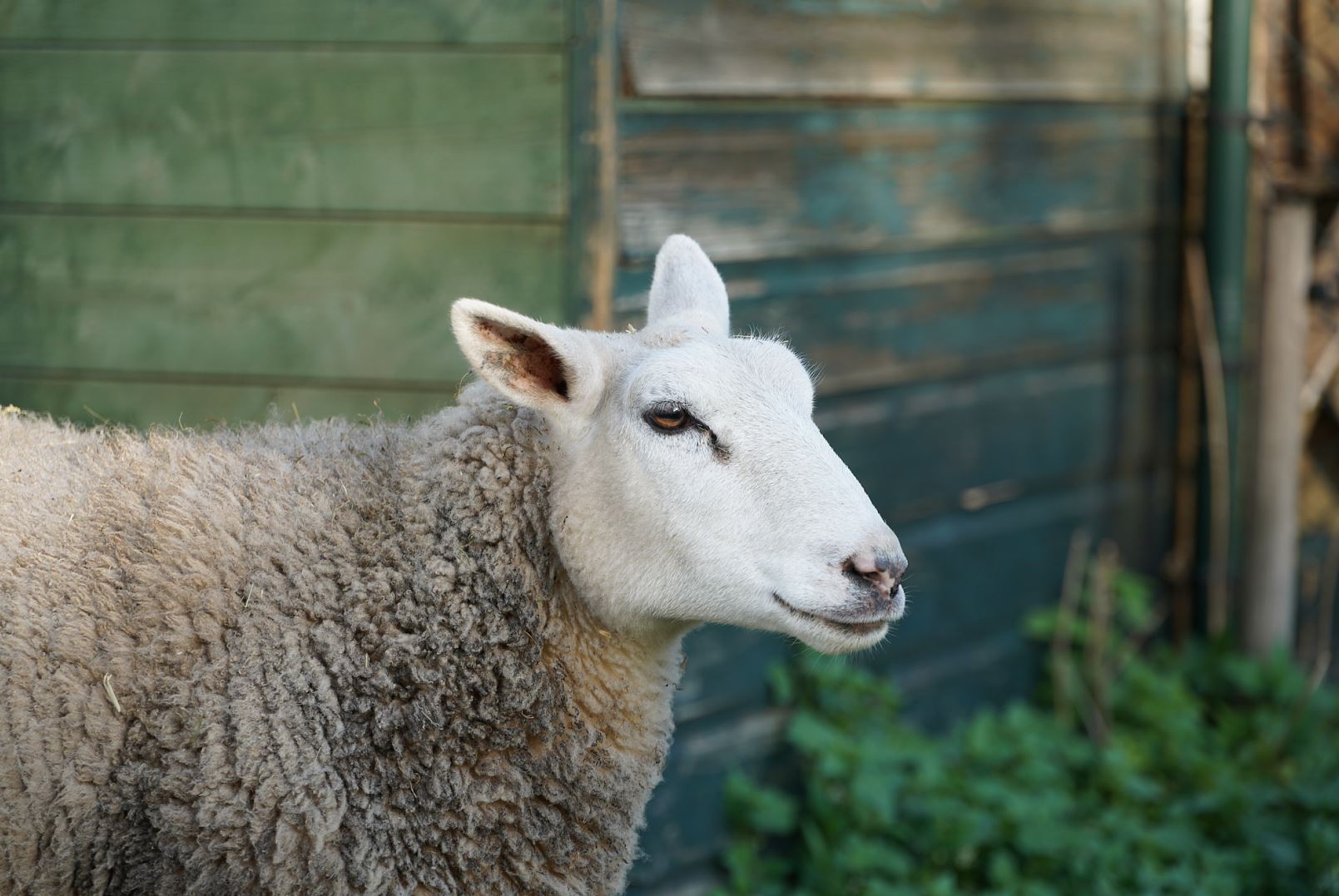 De Sik keurmerk Diervriendelijke kinderboerderij Haagse Beemden Breda