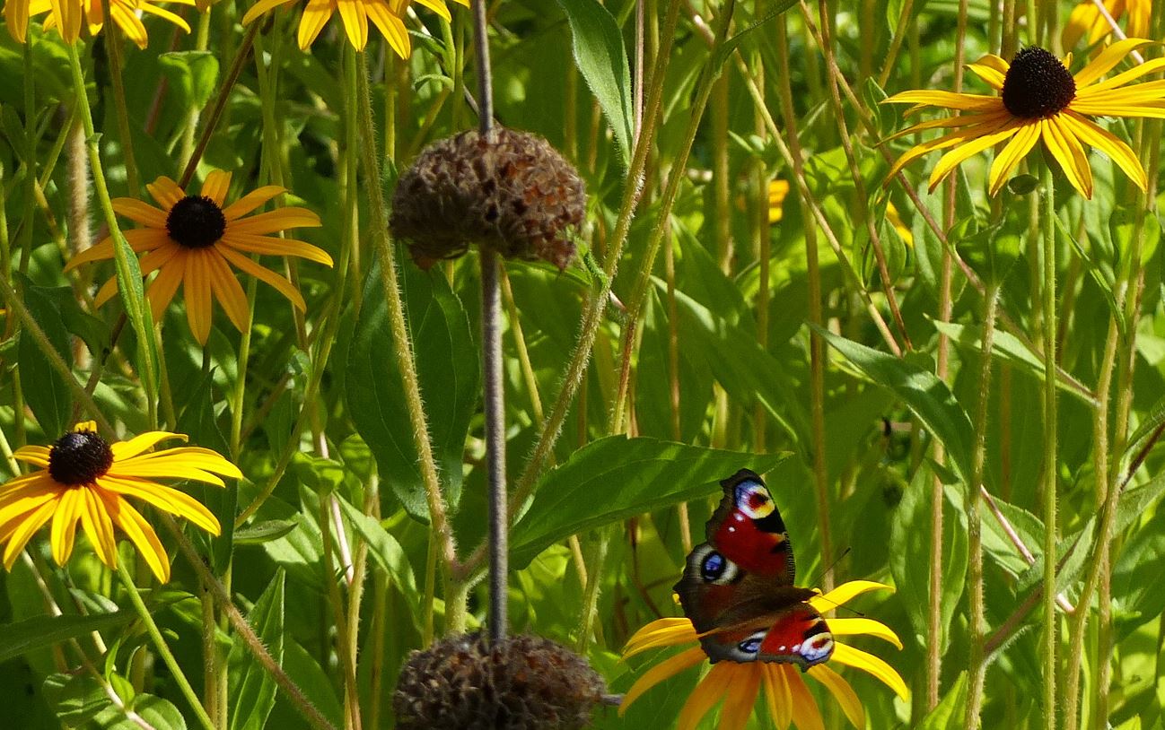 Vlinder Jupiterlaan 