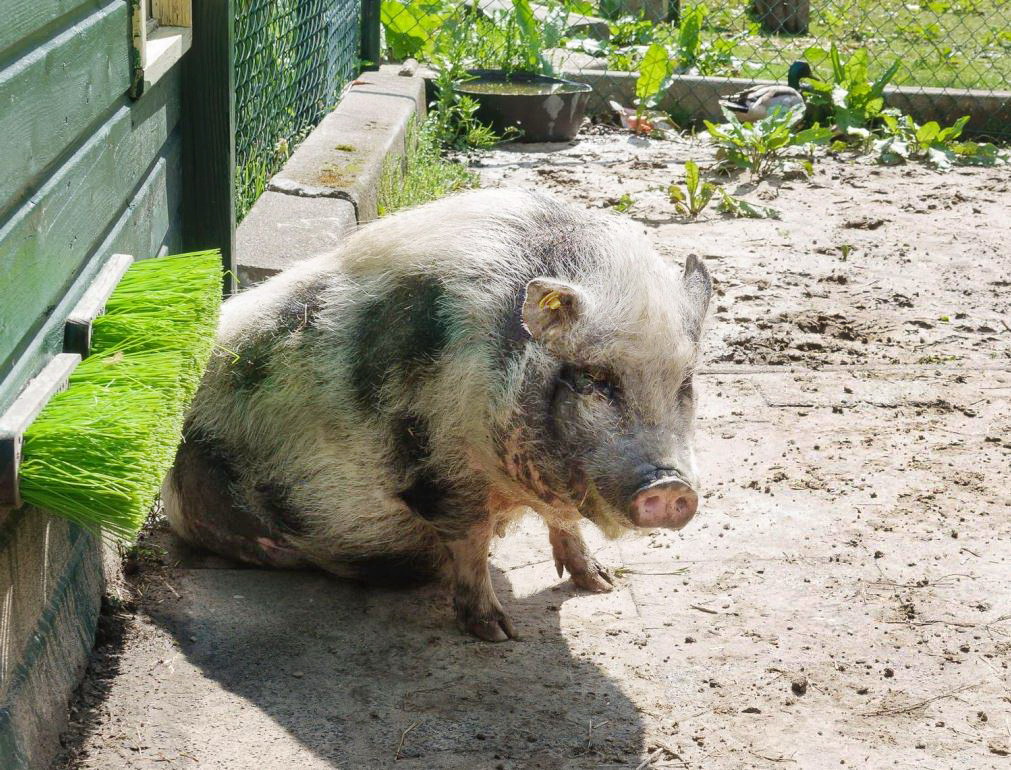 Oudere dieren dag De Sik