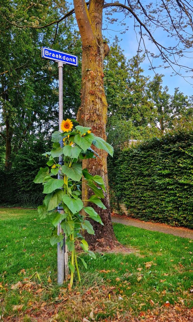 Zonnebloem Braakdonk