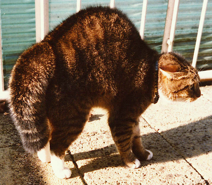 Kiek dierendag kater Buddy