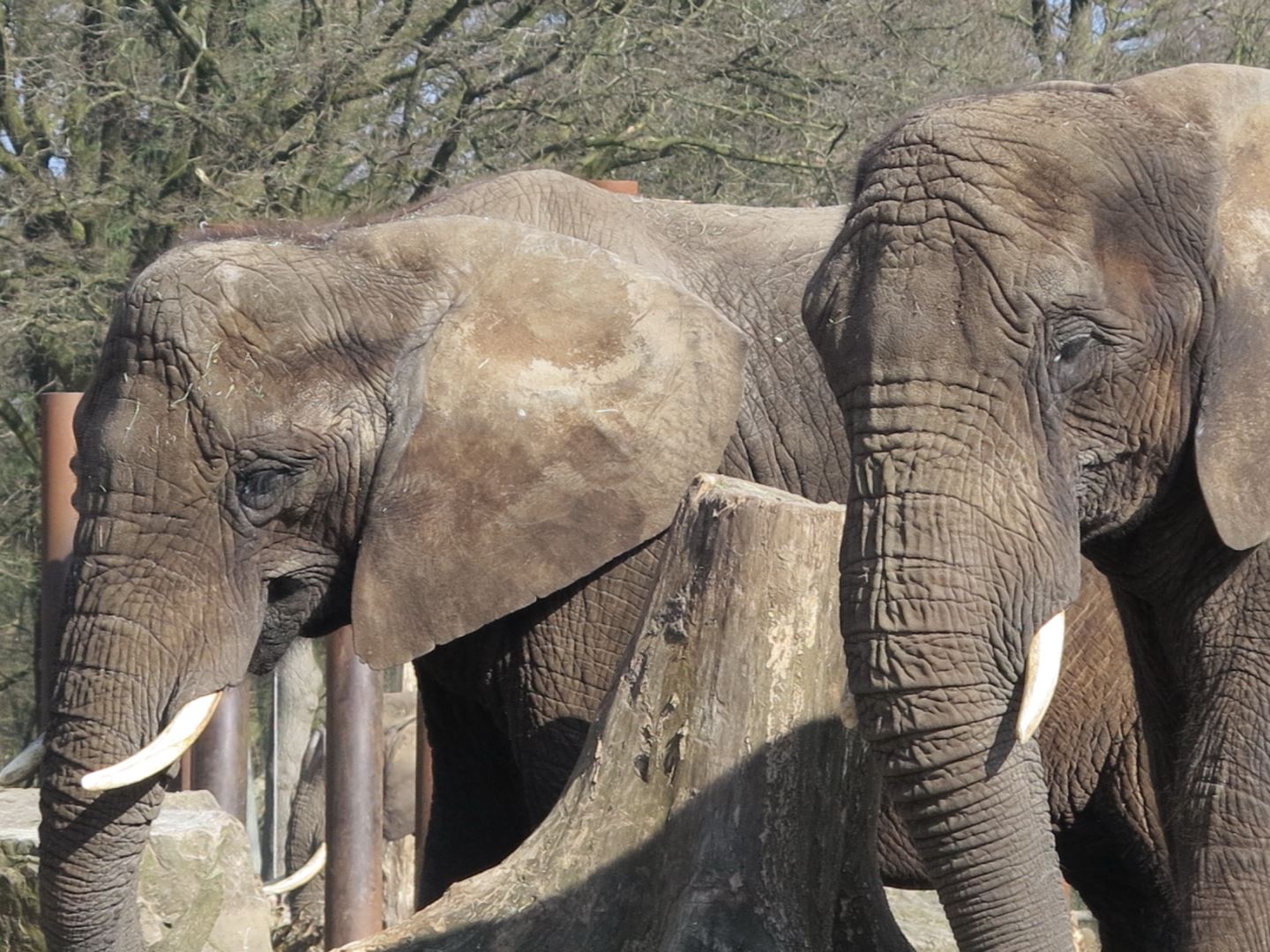 Pennetje Afrikaanse olifant