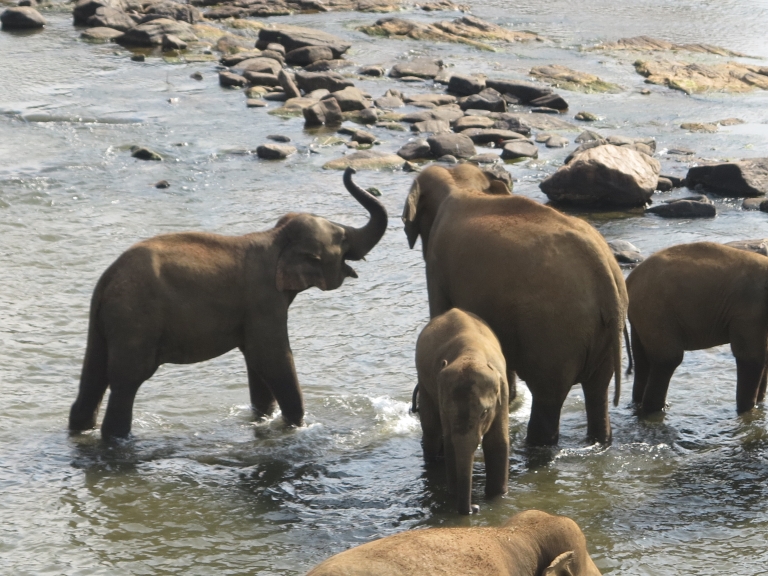 Pennetje Aziatische olifant