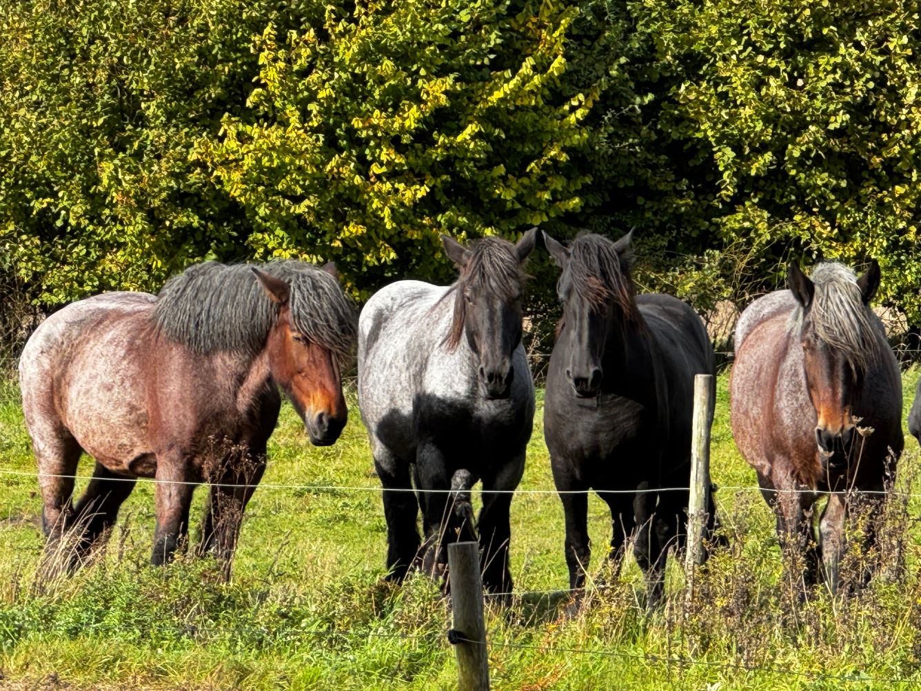 Kiek Wild Horses Marcel de Bruin