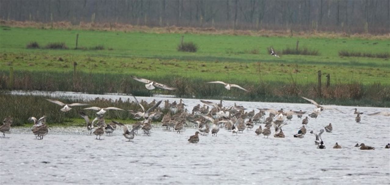 IVN Mark & Donge vogelwandeling binnenpolder Terheijden