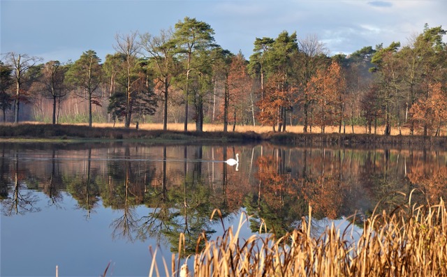 IVN Mark & Donge natuurwandeling Mastbos Breda