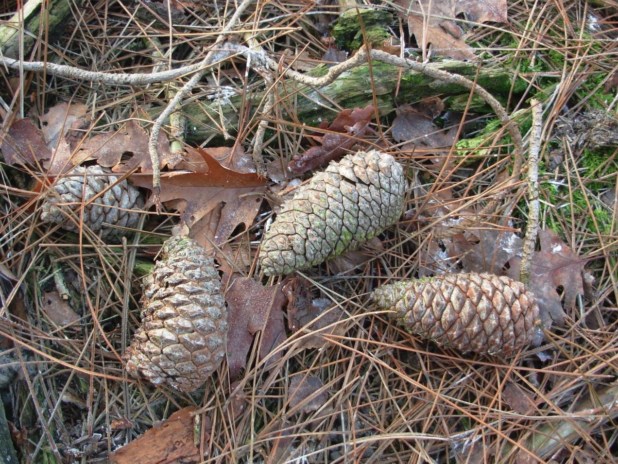 IVN natuurwandeling Duiventoren zeeden