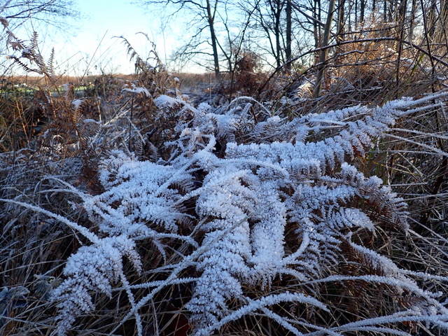 IVN Mark&Donge natuurwandeling Dorstse bossen